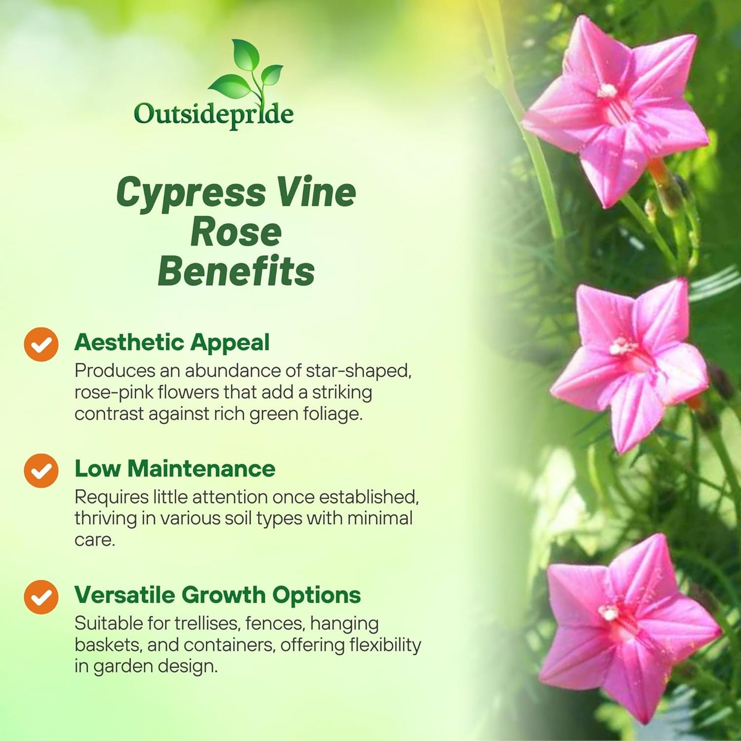 Outsidepride Rose Cypress Vine Seeds - 100 Pcs Annual Flower Seeds with Nectar-Rich, Star-Shaped Flowers & Feathery, Fern-Like Leaves for Fences, Trellises, Pergolas & Vertical Gardens