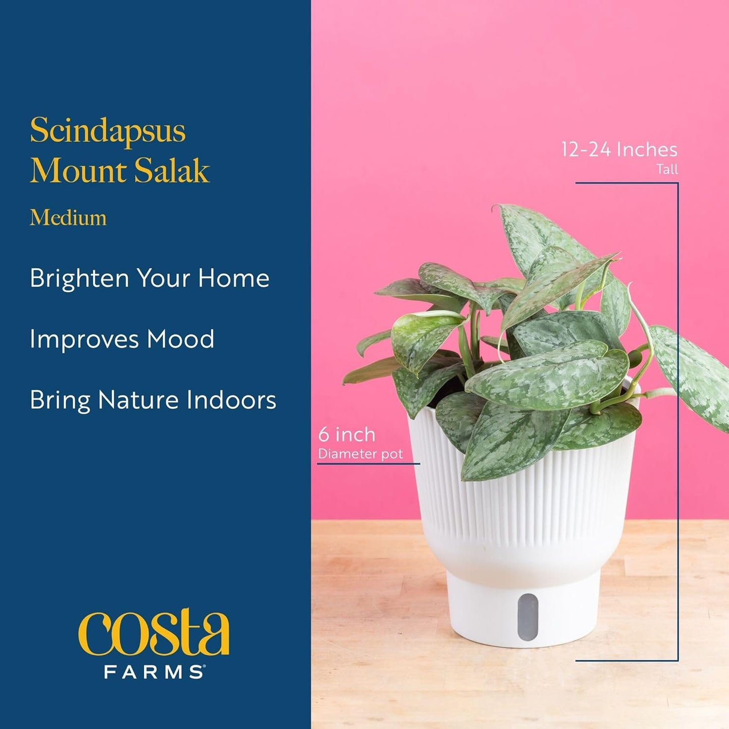 Costa Farms Scindapsus Mount Salak Live Plant in Self Watering Pot, Indoor Houseplant, Perfect for Home, Room, or Office Decor, Great House Warming or Birthday Gift, 12-14 Inches Tall