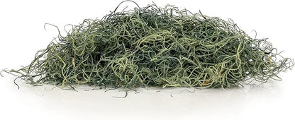 Premium Spanish Moss in Basil| Natural Preserved - Great Ground Cover - Filler for Potted Plants - by GARDENERA - 1 Quart Bag
