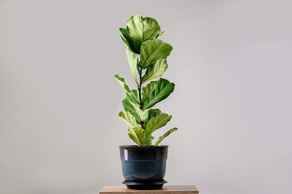 Fiddle Leaf Fig and House Plant Fertilizer Pellets |16-5-11 Slow Release Pellets for Seedlings and Mature Houseplants | Multi-Purpose Blend & Gardening Supplies| 5.2 oz Resealable Packaging