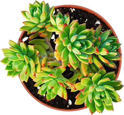 4-inch Succulent Sedeveria Markus, Live Succulents Plants Fully Rooted in Pots with Soil, Easy-Care House Plants for DIY, Home Office Decoration