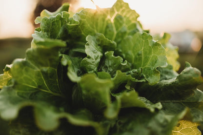 Arianna Batavian Lettuce - 500 Seeds - Non-GMO Batavian Lettuce Seeds for Planting in The Home Garden, Thresh Seed Company