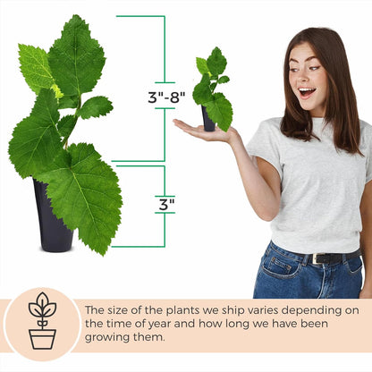 BlackBerry Plants Triple Crown (4 Pack) Live for Sale | Easy to Grow Plants | Edible Fruit Plant for Sustainable Living | Grow Your own Food on Your Organic Garden | Live for Planting |