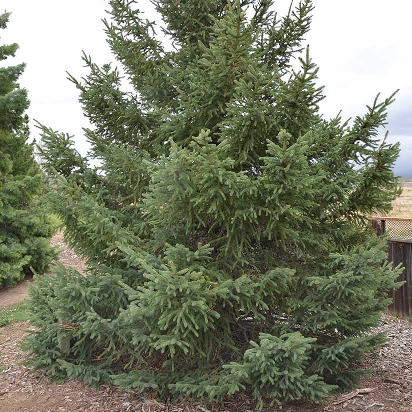Black Hills Spruce Live Tree Plug Seedlings | 6"-12" | Arbor Day Foundation (3-Pack)
