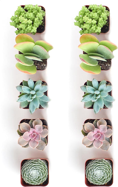 Shop Succulents Assorted Succulent Plant Pack Collection - Live Mini Succulent Plants, Low Maintenance, Mixture of Colors & Textures - Wedding and Party Favors, Gift & Garden, Pack of 10