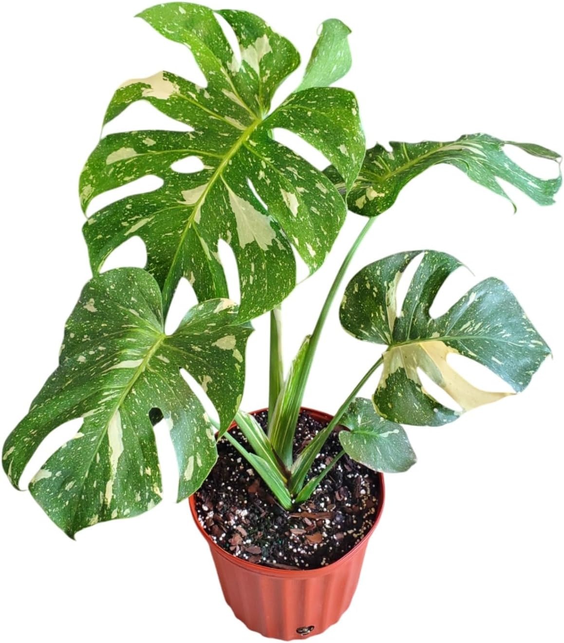 Tropical Plants of Florida Thai Constellation Monstera – Large 3 Gallon Live Plant, 24-28” Tall Including Pot, Rare Tropical Indoor Plant for Home Décor, Variegated Leaves, Shipped Fresh from Farm