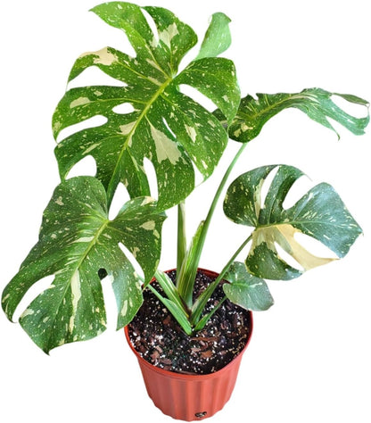 Tropical Plants of Florida Thai Constellation Monstera – Large 3 Gallon Live Plant, 24-28” Tall Including Pot, Rare Tropical Indoor Plant for Home Décor, Variegated Leaves, Shipped Fresh from Farm