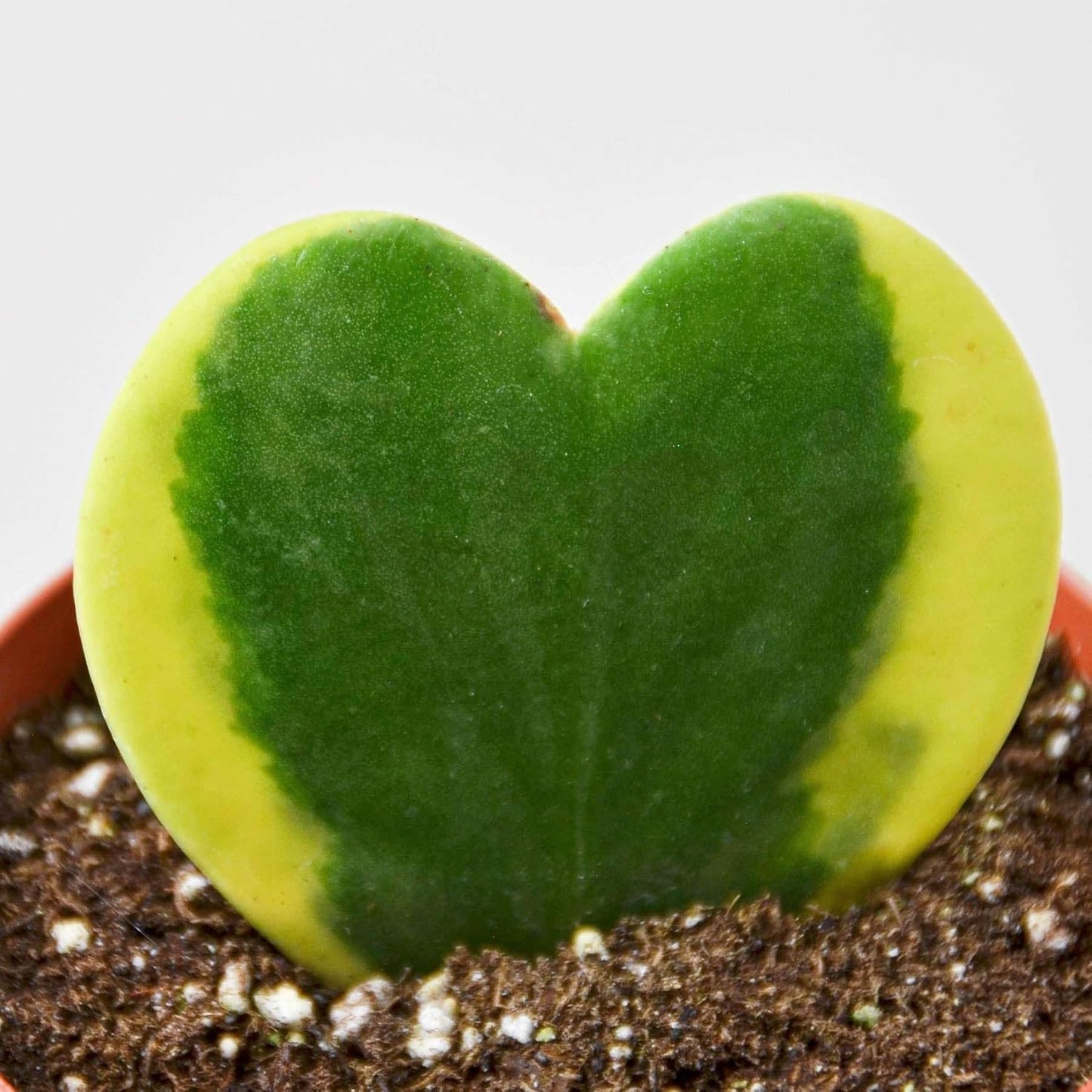 Hoya Sweetheart Variegated Live Plant for Indoor | Different Houseplants in 3'' Pot | Real House Plant for Living Room, Office, Desk & Bathroom | Lucky-Heart | Hoya kerrii