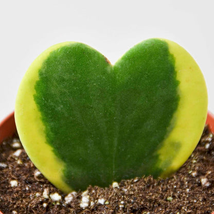 Hoya Sweetheart Variegated Live Plant for Indoor | Different Houseplants in 3'' Pot | Real House Plant for Living Room, Office, Desk & Bathroom | Lucky-Heart | Hoya kerrii