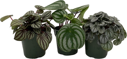 Peperomia Assortment - 3 Pack in 4" Pots