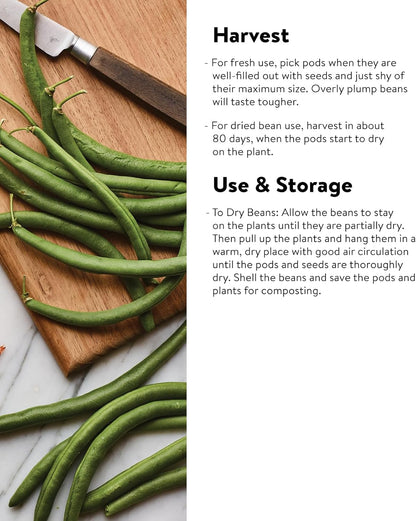 Burpee Yardlong Asparagus Pole Bean Seeds 1 ounces of seed