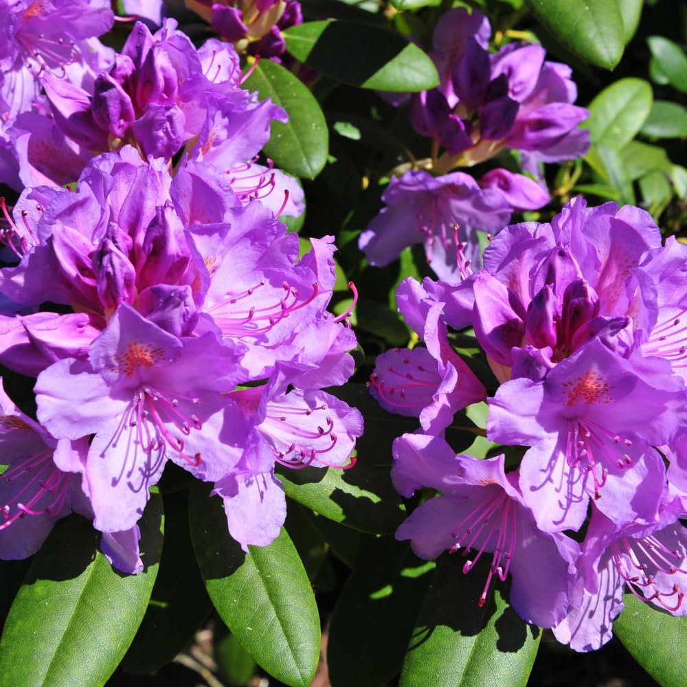Rhododendrons Plant Live, Purple Rhododendron Shrub, Large Flowering Tree 1 Gallon Potted for Gardening