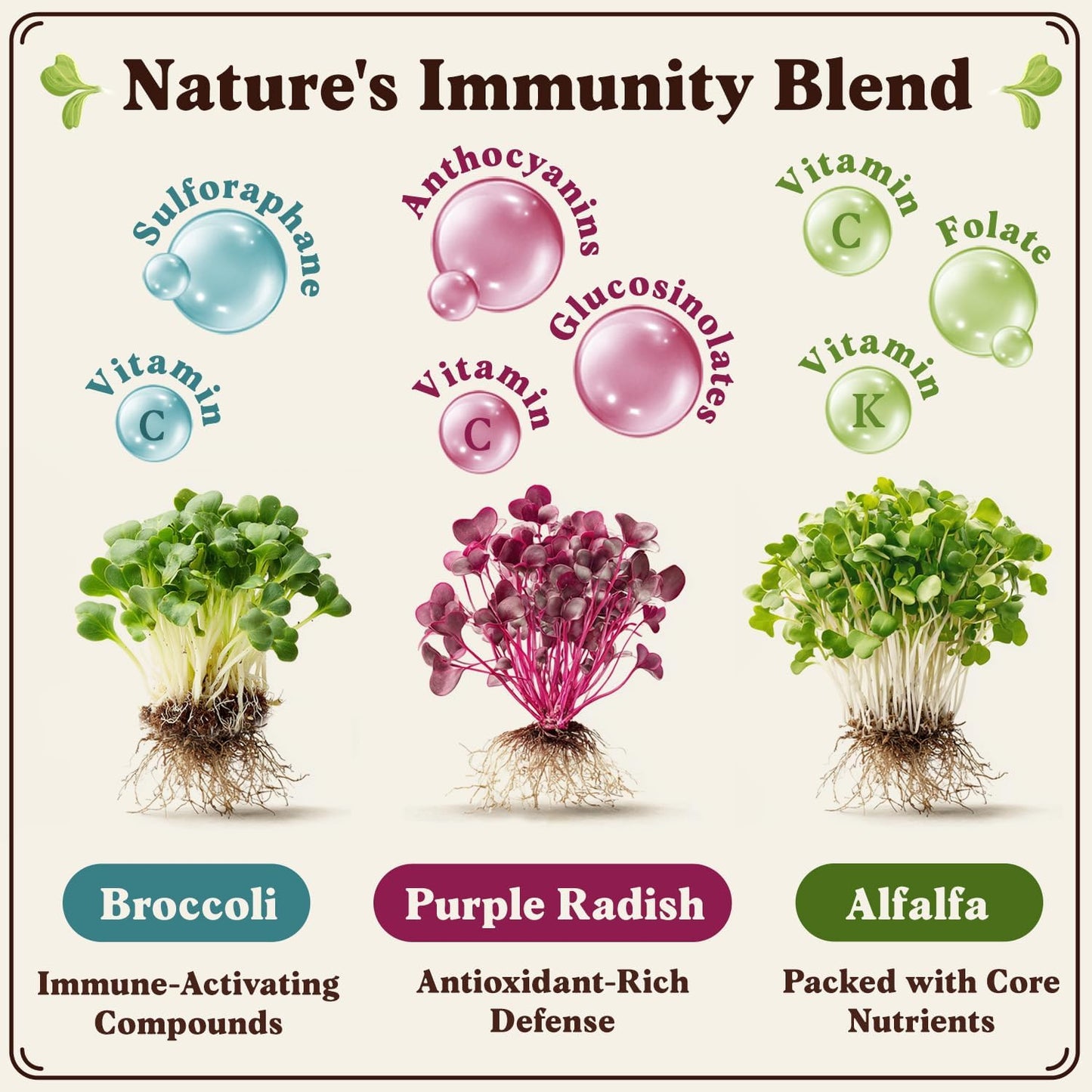Seedboy Organic Non-GMO Sprouting Seeds, Immune System Booster - USA Grown Microgreens Mix with Broccoli, Purple Radish, Alfalfa - 8 oz Bag Makes 8 Quarts / 24 Servings (Immune System Booster Blend)