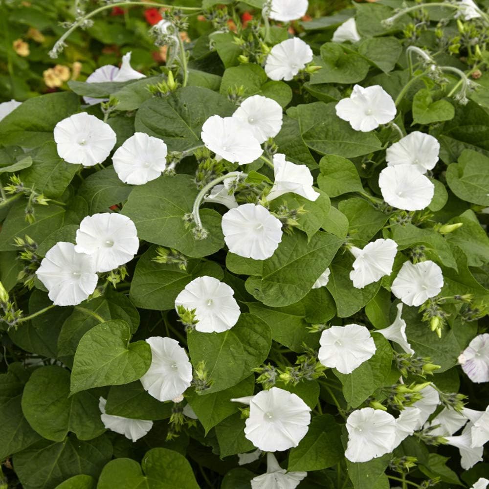 Outsidepride Ipomoea Alba Moonflower Seeds – 1 lb. Annual, Vining Flower Seeds for Planting, Fragrant Night-Blooming Climbers for Trellises, Moon Gardens, Night Pollinators & Outdoor Landscapes