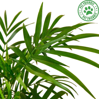Parlor Palm Live Plant for Indoor | Different Houseplants in 4'' & 6'' Pot | Real House Plant for Living Room, Office, Desk & Bathroom | Neanthe Bella Palm | Chamaedorea elegans