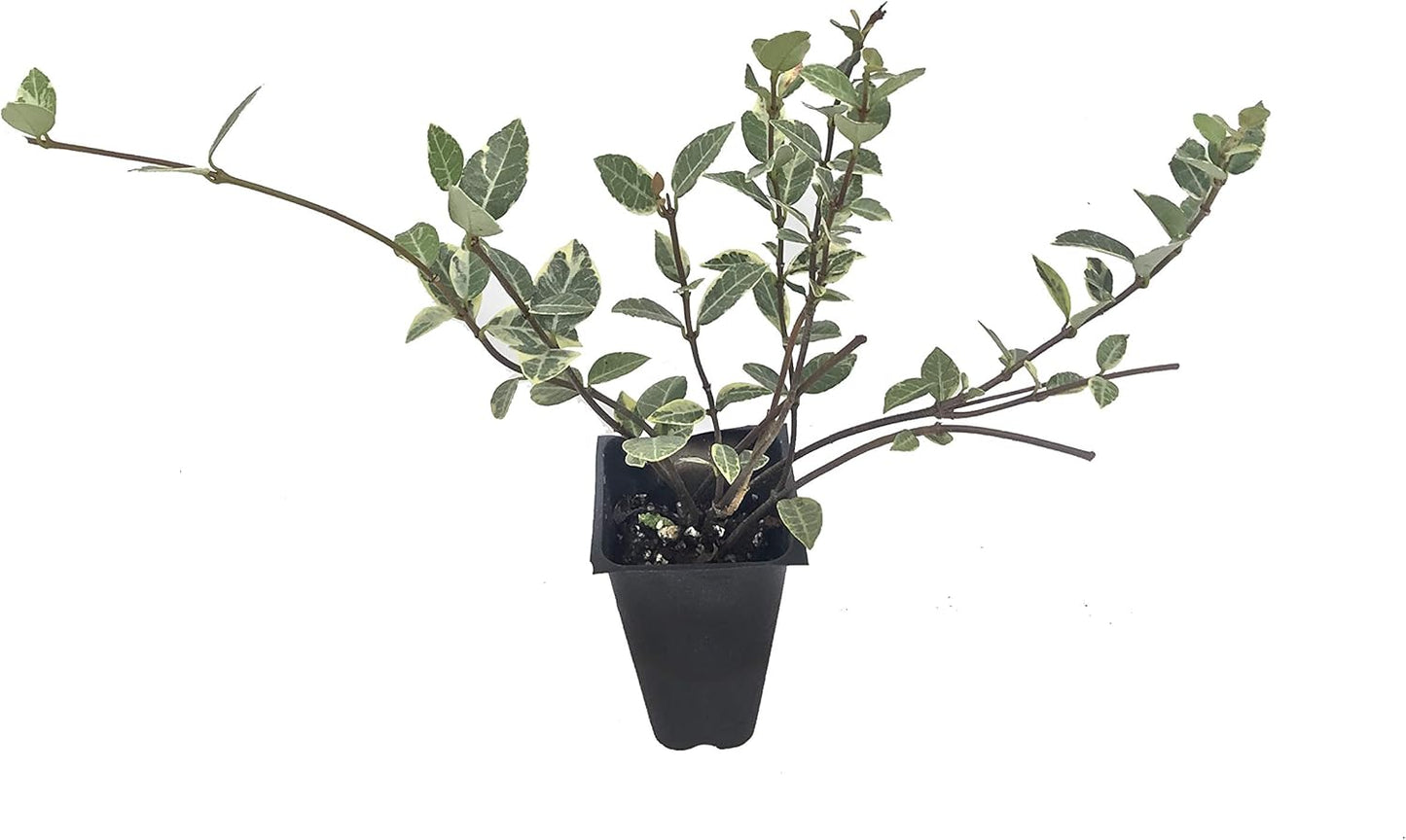 Variegated Asiatic Jasmine | 3 Live Plants | Trachelospermum Asiaticum | Fast Growing Ground Cover, Evergreen Foliage, Low Maintenance Vine, Landscaping Shrub, Drought Tolerant Plant