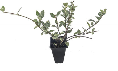 Variegated Asiatic Jasmine | 3 Live Plants | Trachelospermum Asiaticum | Fast Growing Ground Cover, Evergreen Foliage, Low Maintenance Vine, Landscaping Shrub, Drought Tolerant Plant