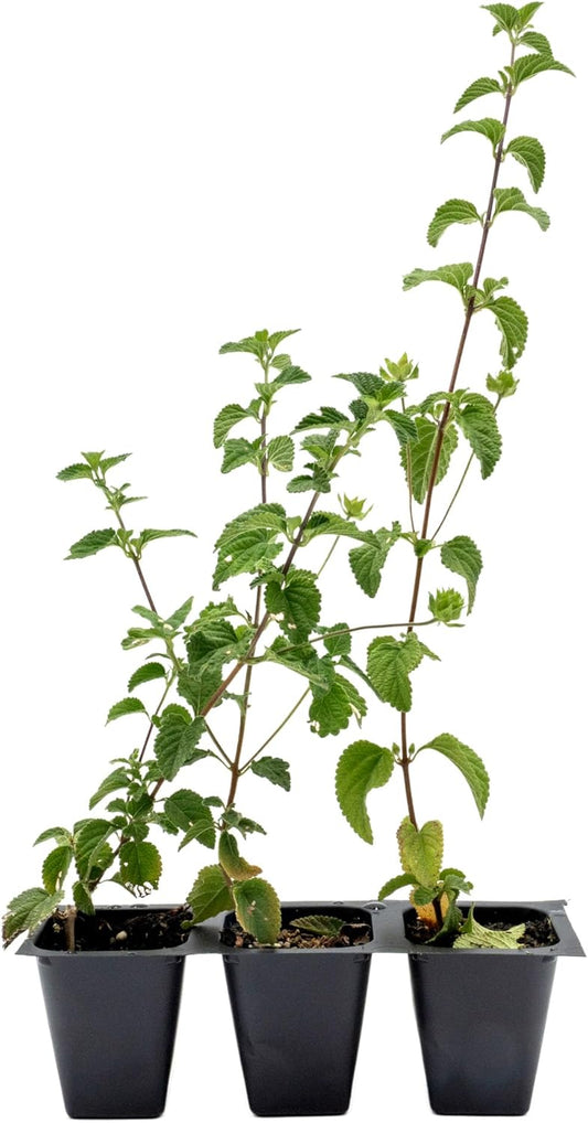 3 Lavender Lantana in 2.5” Nursery Cubes (Lantana montevidensis) | Evergreen Shrub for Hanging