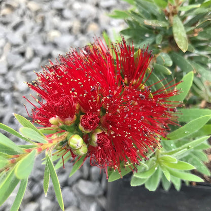 Little John Dwarf Bottlebrush | 2 Large Gallon Size Plants | Callistemon Compact Heavy Blooming Shrub