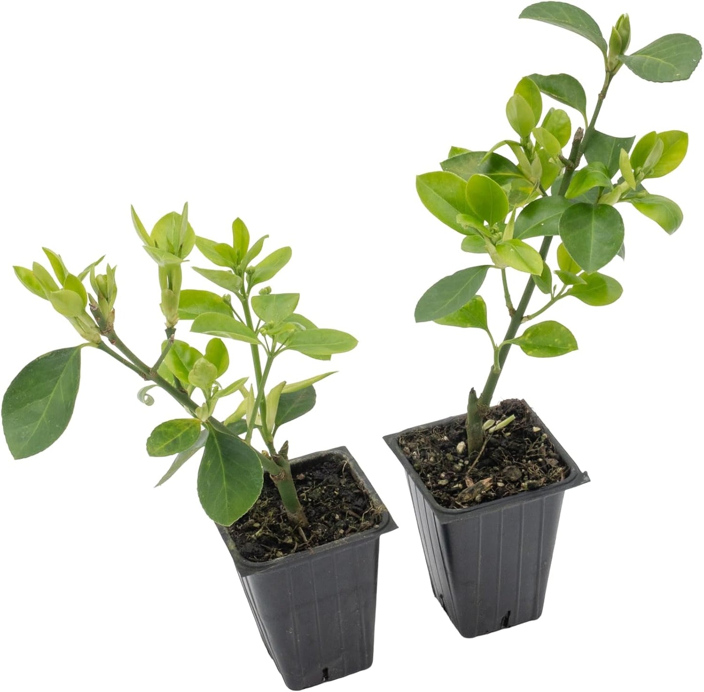 2 Live Manhattan Euonymus Plants (Euonymus Kiautschovicus ‘Manhattan’) – Evergreen Shrub for Hedges, Thriving in 2.5” Nursery Cubes