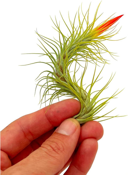 ragnaroc Air Plants - Tillandsia Funckiana Hybrid, Large 5-7" - 3ct - Live Arrival Guaranteed - House Plants for Home Decor & Gift
