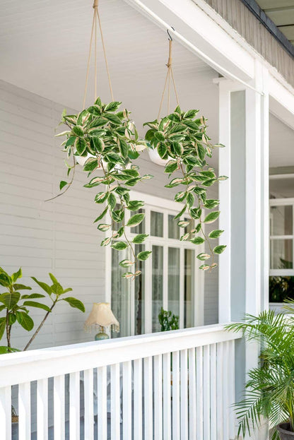 DILATATA Fake Hanging Plants Artificial Hanging Plants 26" Faux Peperomia Hanging Leaves Plants for Wall Shelf Home Indoor Outdoor Decor - 2 Pack