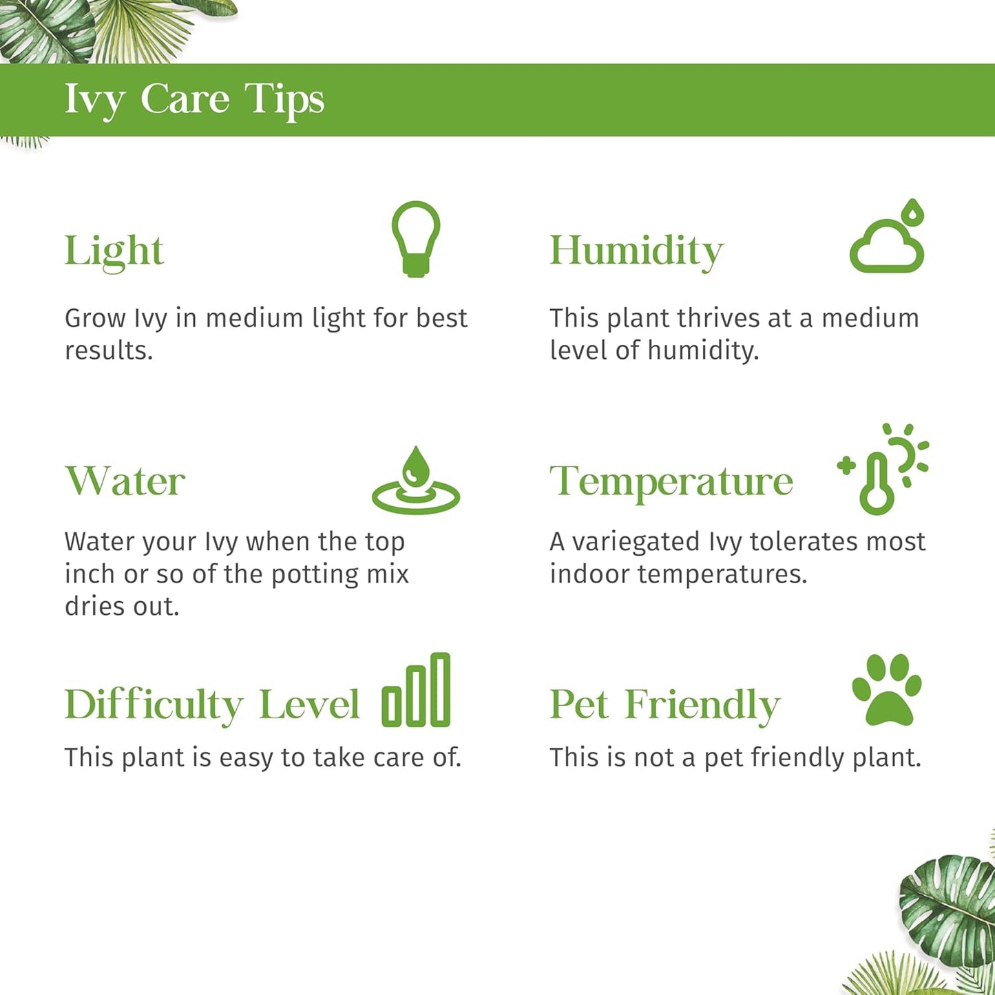 English Ivy Green California Live Plant for Indoor | Different Houseplants in 3'' Pot | Real House Plant for Living Room, Office, Desk & Bathroom | Common Ivy | Hedera Helix Green