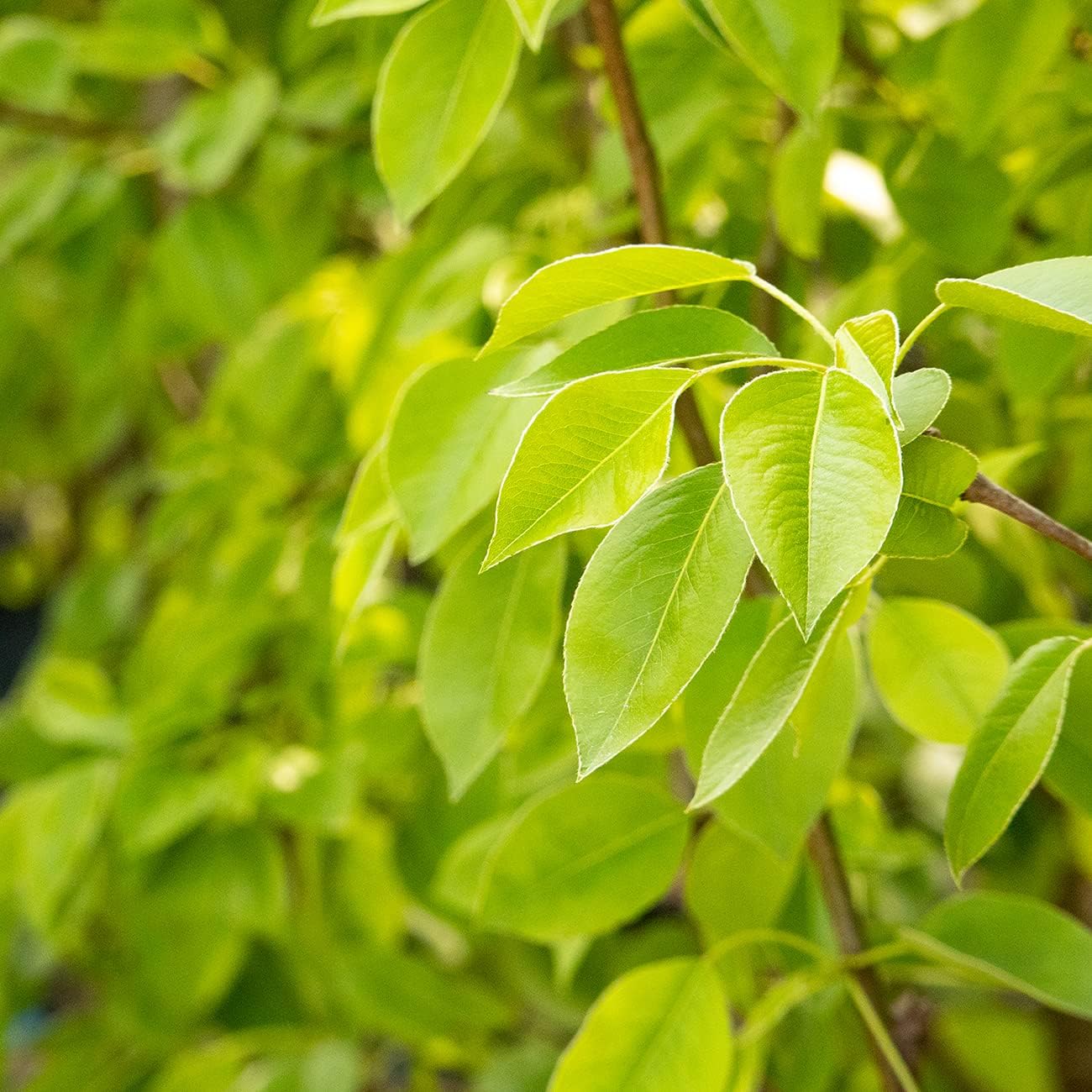 PERFECT PLANTS Moonglow Pear Tree 4-5 ft. Tall Cross Pollinator Heavy Producer of Sweet Fruit, White Flowers