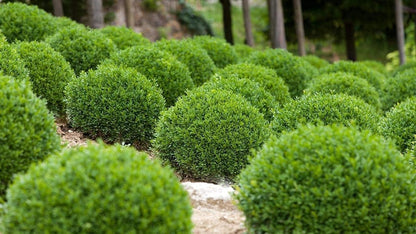 Winter Gem Boxwood | 1 Live 4 Inch Pot | Buxus Microphylla Japonica | Fast Growing Cold Hardy Formal Evergreen Shrub