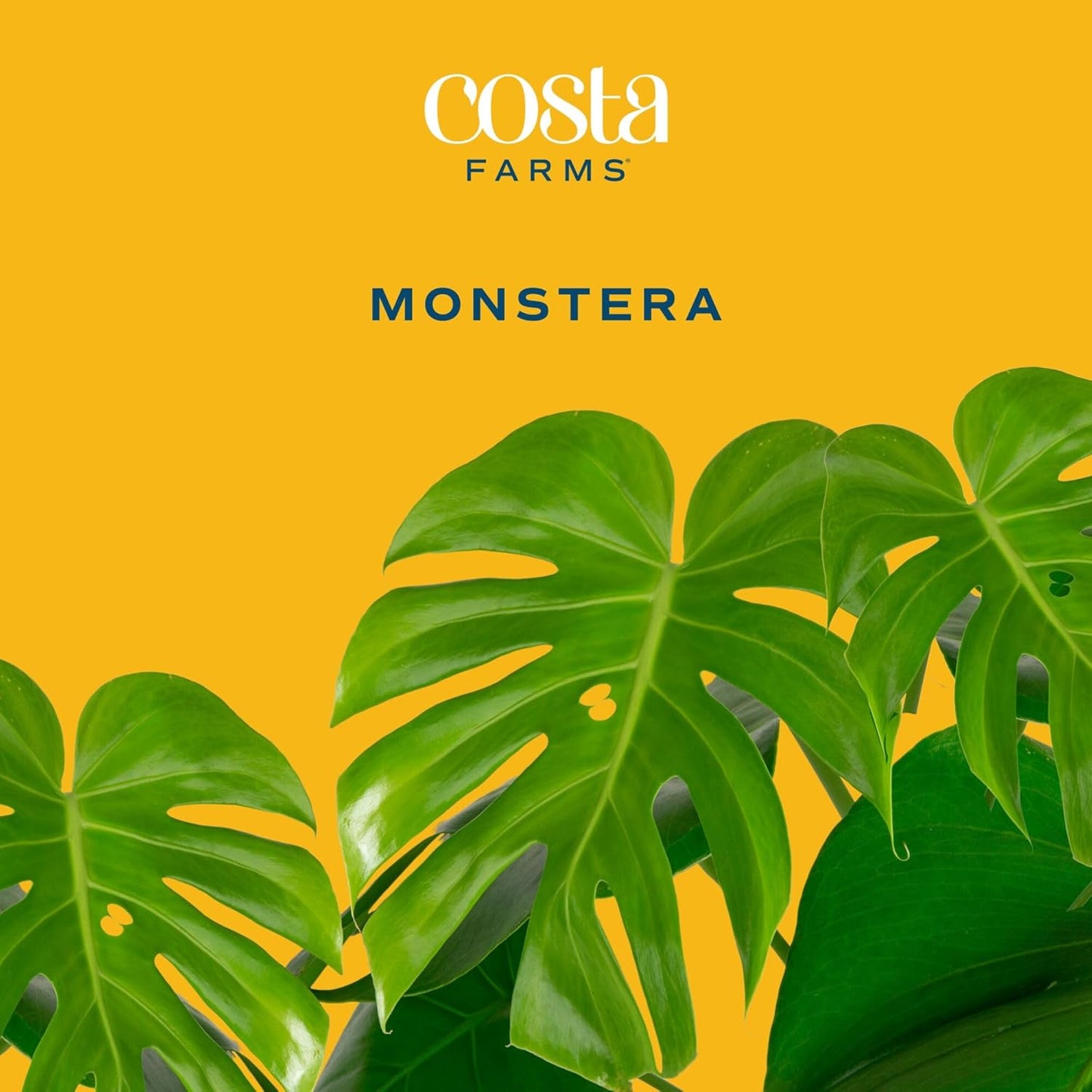 Costa Farms Monstera, Swiss Cheese Plant Live Plants in Decorative Pot,Large Indoor Houseplant, Perfect for Home, Room, or Office Decor, Great House Warming or Birthday Gift, 2-3 Feet Tall, Pack of 2