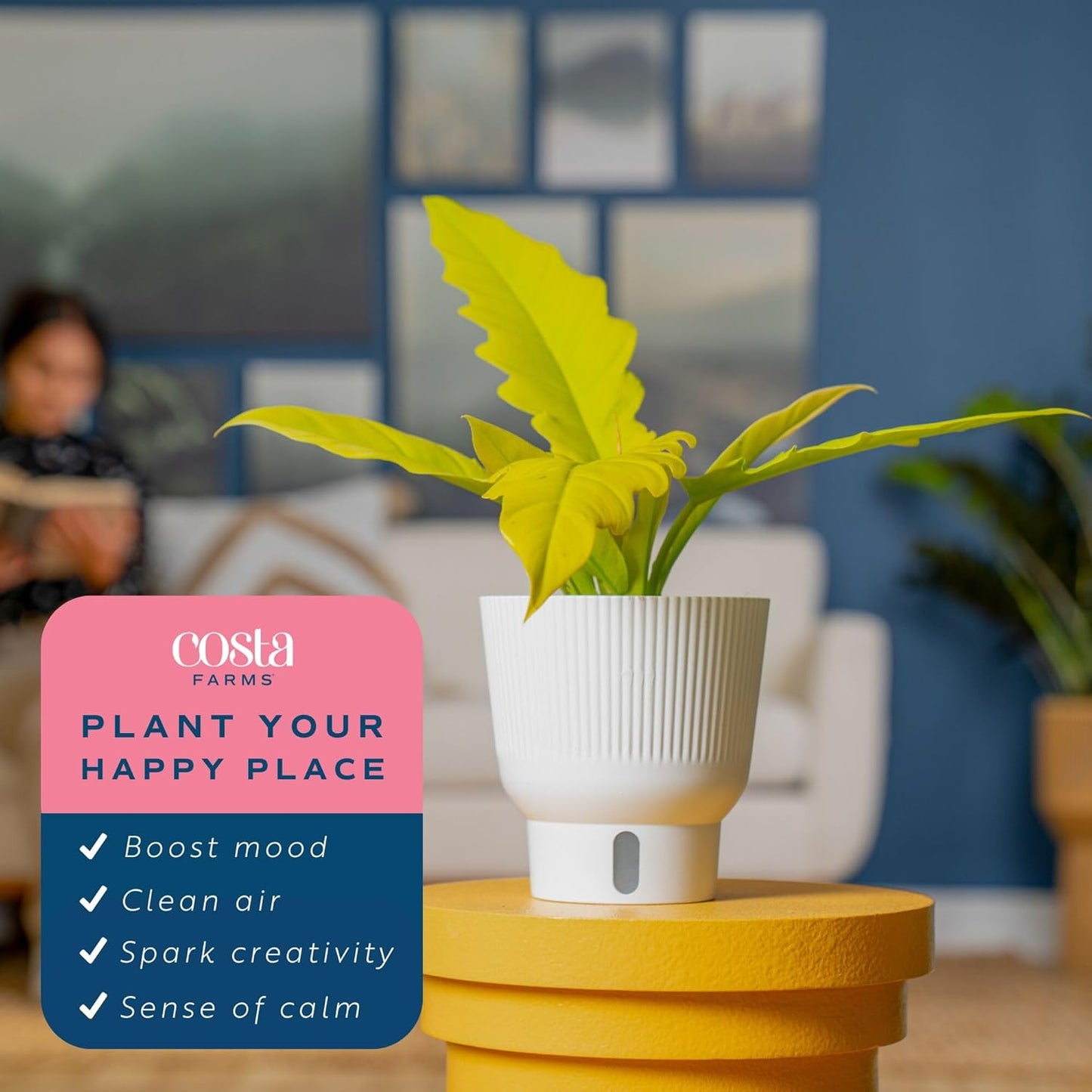 Costa Farms Philodendron Golden Crocodile, Rare Unique Live Indoor Plant in 6-Inch Self-Watering Houseplant Pot, Potting Soil, Trending Tropicals Collection, Room and Home Decor