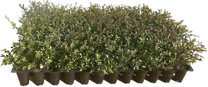 Dwarf Yaupon Holly | Ilex Schilling Stokes Vomitoria | 3 Live Plants | Drought Tolerant Low Maintenance Evergreen Hedge