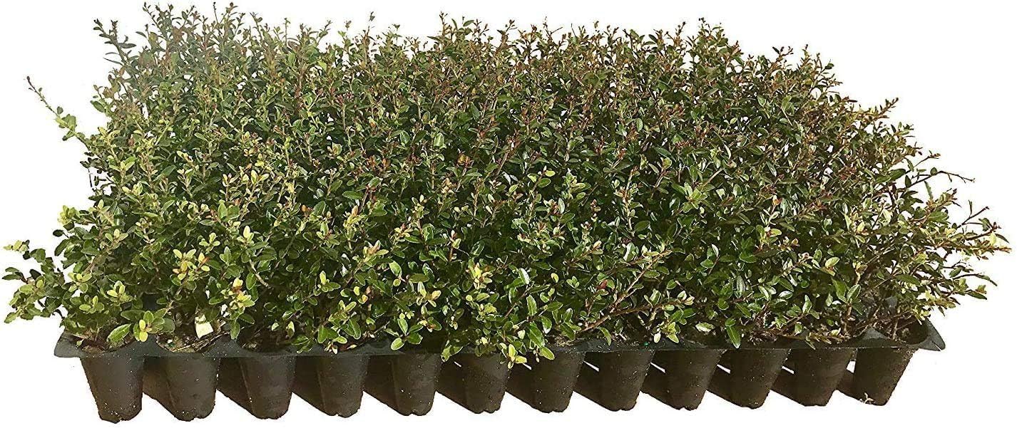 Dwarf Yaupon Holly | Ilex Schilling Stokes Vomitoria | 30 Live Plants | Drought Tolerant Low Maintenance Evergreen Hedge