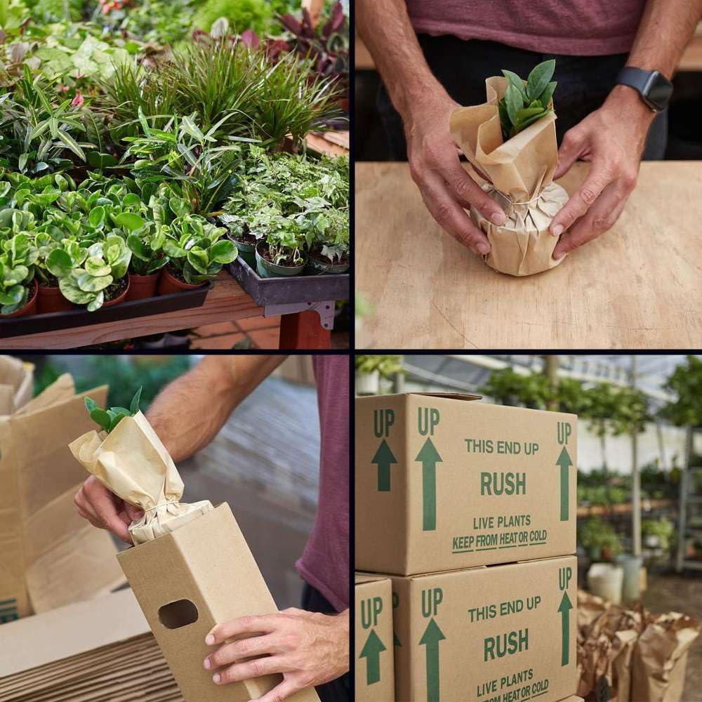 Peperomia Ginny Live Plant for Indoor | Different Houseplants in 3'' Pot | Real House Plant for Living Room, Office, Desk & Bathroom | Ginny | Peperomia clusiifolia