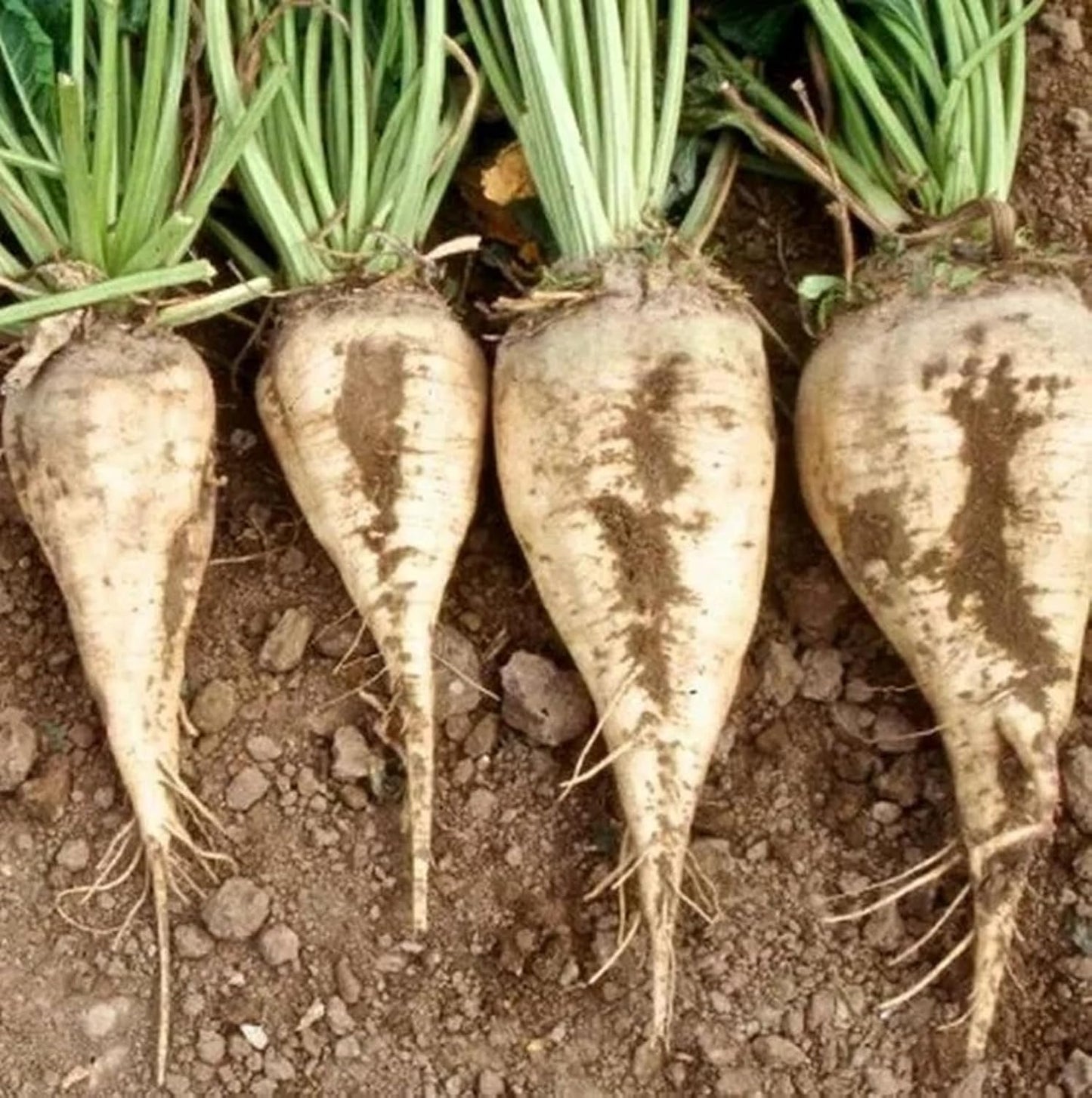 Beet Seeds for Planting - Plant & Grow Heirloom Beet Varieties Home Outdoor Vegetable Garden – Easy Grow Planting Packets, Beta vulgaris – 2 Packets of Each Variety