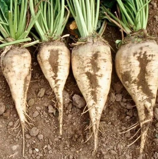 Sugar Beet Seeds for Planting – Plant & Grow Heirloom Sugar Beets in Home Outdoor Vegetable Garden, Beta vulgaris – 3 Packets