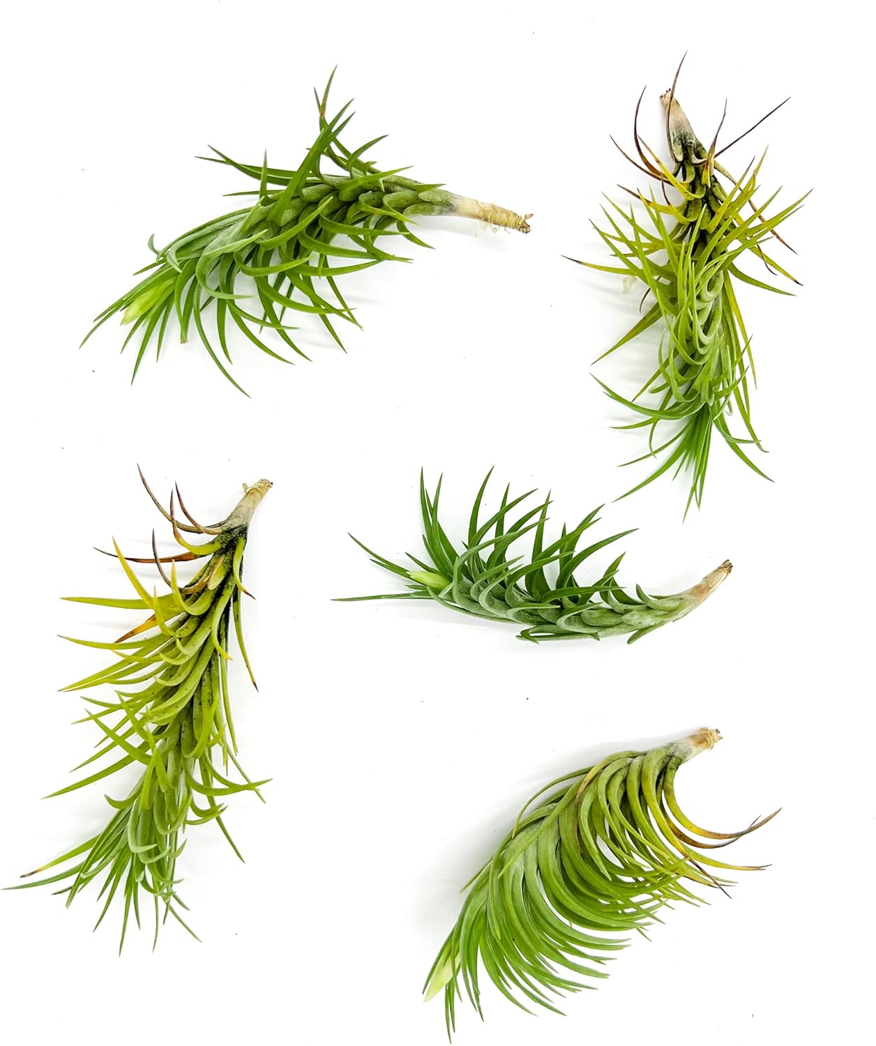 ragnaroc Live Air Plants – Tillandsia Araujei, Large 5” – 5ct – Live Arrival Guaranteed – House Plants for Home Décor & Gift