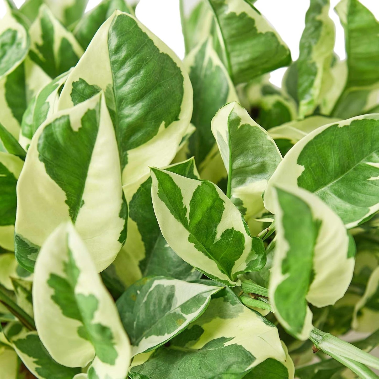 Pothos 'N'joy' Live Plant for Indoor | Different Houseplants in 4'' & 6'' Pot | Real House Plant for Living Room, Office, Desk & Bathroom | Epipremnum Aureum