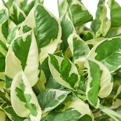 Pothos 'N'joy' Live Plant for Indoor | Different Houseplants in 4'' & 6'' Pot | Real House Plant for Living Room, Office, Desk & Bathroom | Epipremnum Aureum