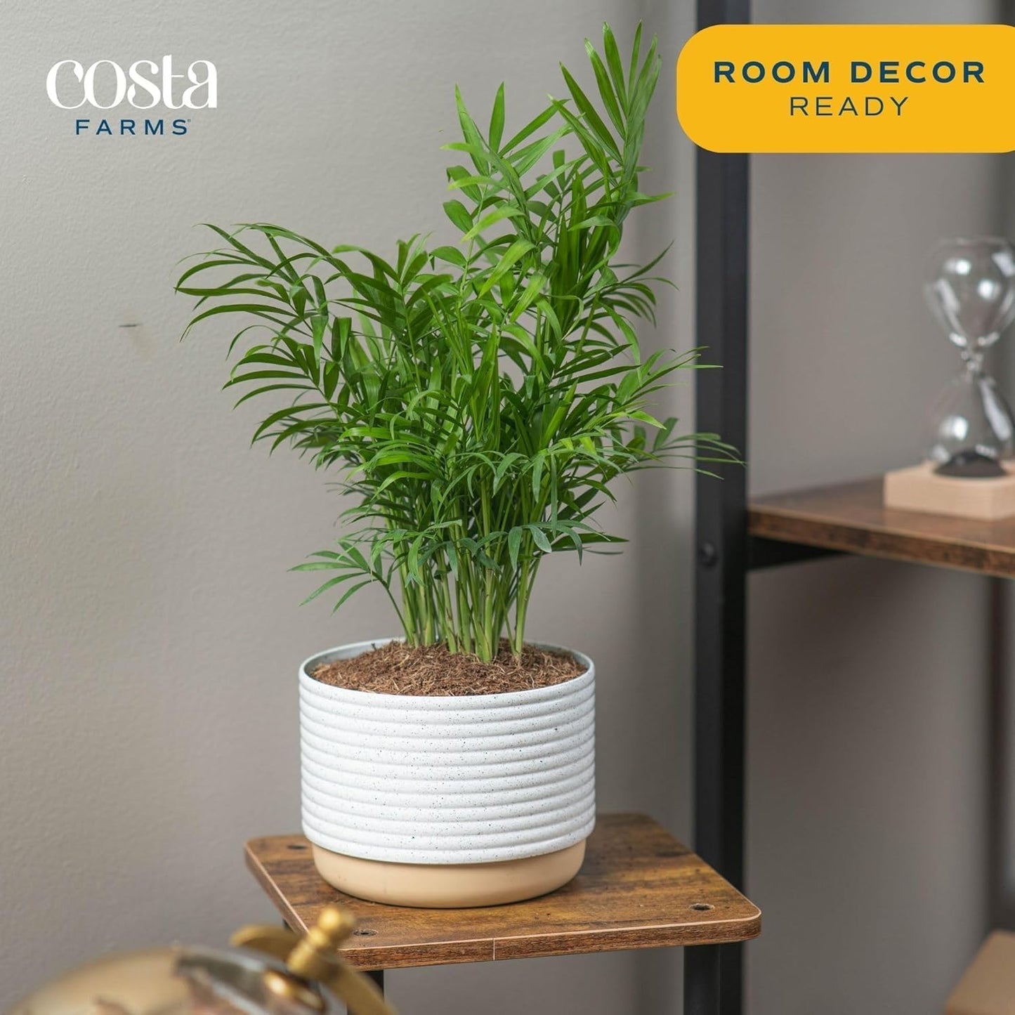 Costa Farms Neanthebella Palm Parlor Palm Live Indoor Plant 12-Inches Tall, Ships in Grower's Pot