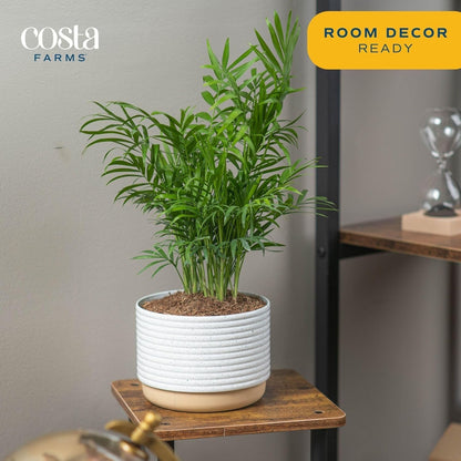 Costa Farms Neanthebella Palm Parlor Palm Live Indoor Plant 12-Inches Tall, Ships in Grower's Pot