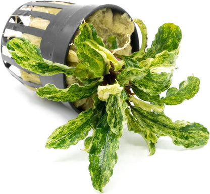 SubstrateSource Bucephalandra Variegated Green Wavy Marble Potted Live Aquarium Plant - Natural Freshwater Fish Tank Decorations, Aquatic Décor