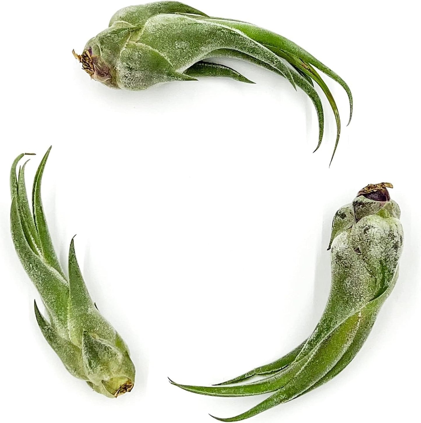 ragnaroc Air Plants - Tillandsia Seleriana, Large 4-6" - 1ct - Live Arrival Guaranteed - House Plants for Home Decor & Gift