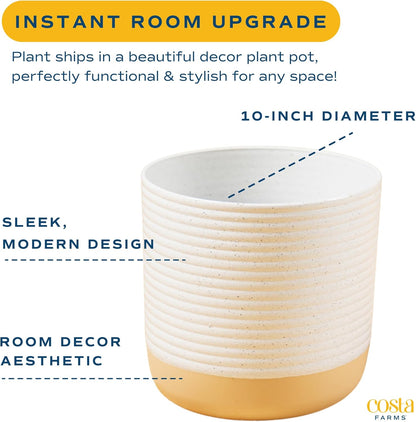 Costa Farms Chinese Evergreen, Aglaonema Easy To Grow Live Indoor Plant in Premium Décor Planter Pot, Houseplant in Potting Soil Mix, Housewarming, Unique Home Décor or Room Decor, 2-3 Feet Tall