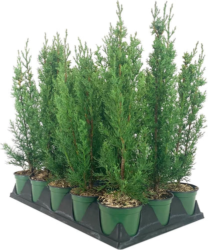 Italian Cypress Tree | 1 Live 4 Inch Pot | Cupressus Sempervirens | Formal Elegant Mediterranean Style Plants
