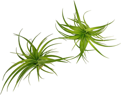 Live Air Plants - Tillandsia Geminiflora 1-3" - 2ct – ragnaroc Live Indoor Plant - Live Arrival Guaranteed - House Plants for Home Decor & Gift