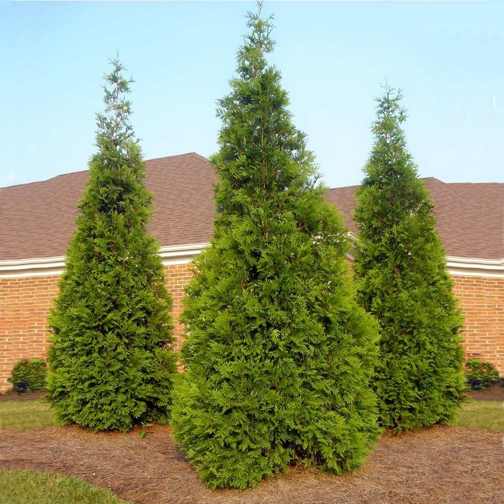 Brighter Blooms - Thuja Green Giant, 5-6 Feet - Live Plant - No Shipping to AK, AZ, HI, OR