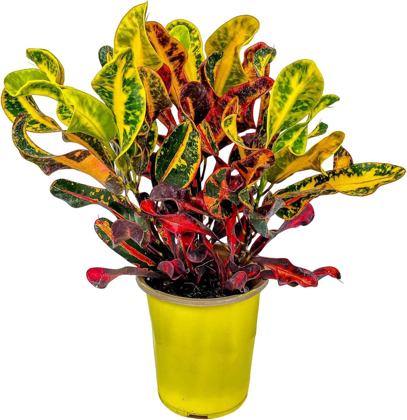 Croton Mammy - 16" to 20" Overall Height - Live Variegated Plant - Tropical Plants of Florida (Plant in Growers Pot)