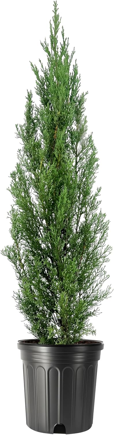 Italian Cypress | 2 Extra Large 3 Gallon Trees | Cupressus sempervirens | Narrow Evergreen Plants |
