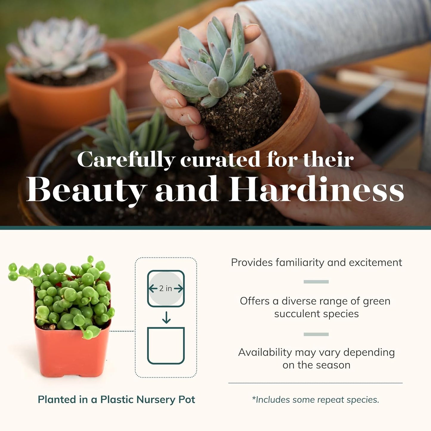 Shop Succulents Verde Succulent Plant Pack Bulk Collection - Live Mini Succulent Plants, Low Maintenance, Mix of Green Succulents & Textures - Wedding and Party Favors, Gift & Garden, Pack of 128